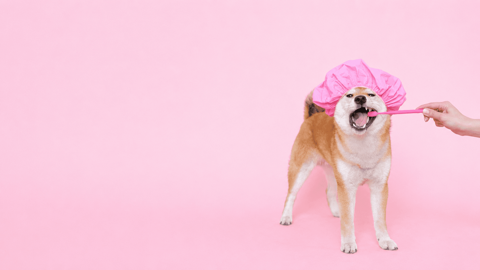 A Shiba Inu in a pink shower cap having its teeth brushed with a pink toothbrush against a bubblegum-pink backdrop